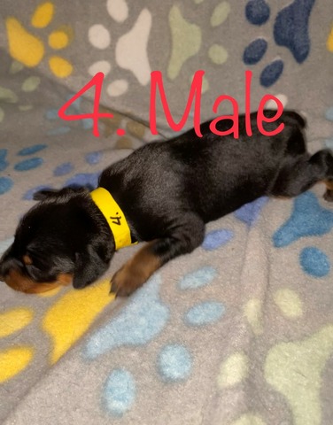 4 XT M BLK-TAN