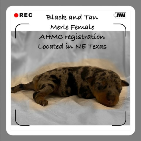 1 AR F NBT MERLE BLK-TAN 5.23