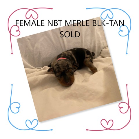 6 AR F MERLE BLK-TAN 5.23