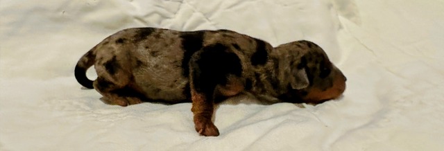 1A) RK 7.23 M BLK TAN MERLE AMI